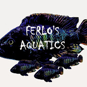 Ferlo’s aquatics