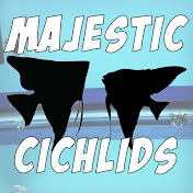 Majestic Cichlids