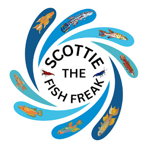 Scottie the Fish Freak