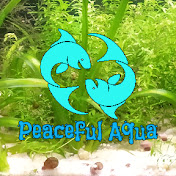 Peaceful Aqua