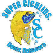 Super Cichlids