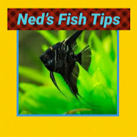 Ned’s Fish Tips