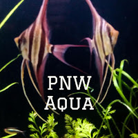 PNW Aqua