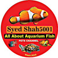 Syed shah5001