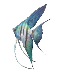 Amazonian Angelfish