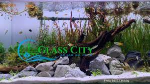 Glass City Aquarium Club