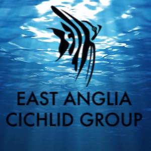 The East Anglia Cichlid Group