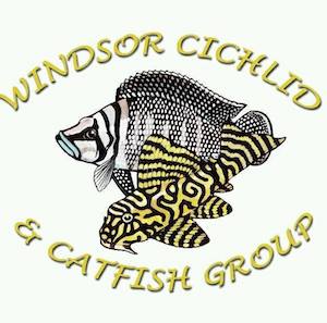 Windsor Cichlid& Catfish Group