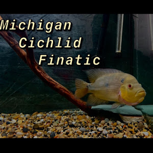 Michigan Cichlid Finatic