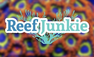 Pittsburgh Reef Junkie