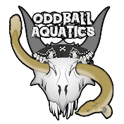 Oddball aquatics