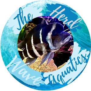 The Herd Wave Aquatics
