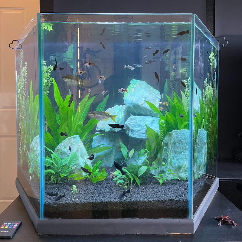 The Fish Tank Experiment