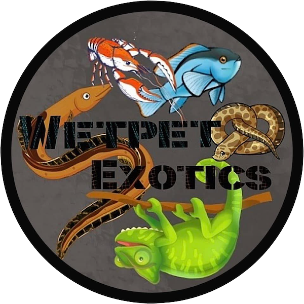 wetpet_exotics 