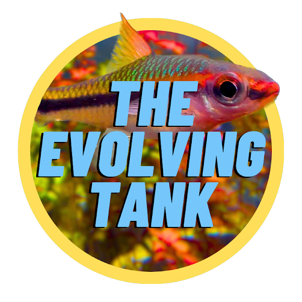 The Evolving Tank