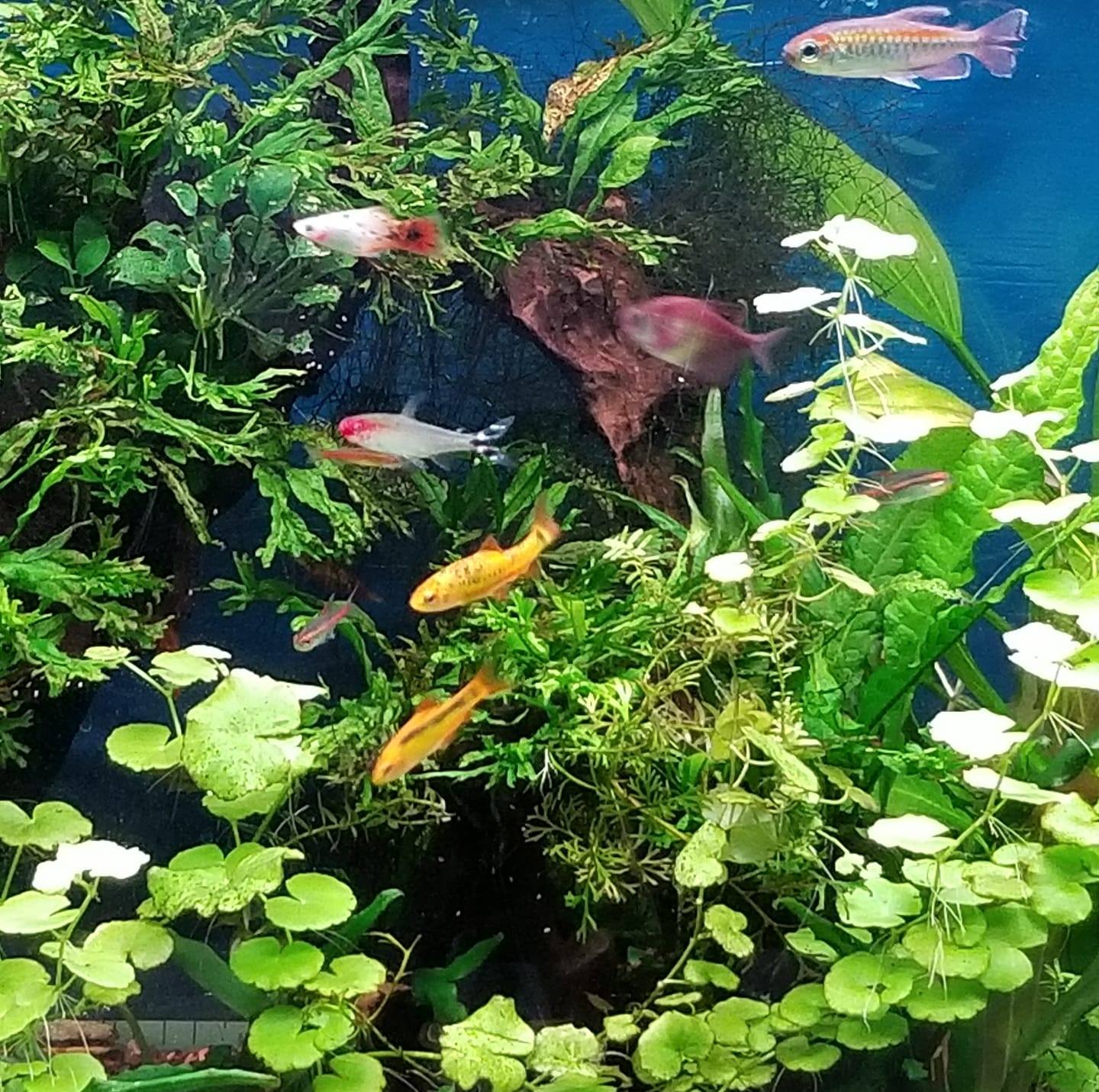 Caye's Aquarium