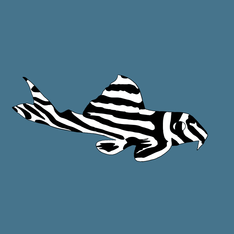 Big Fish Little Fish Aquatics