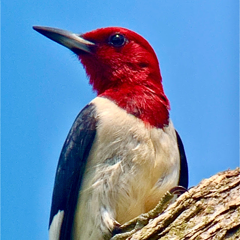 Bird Garden