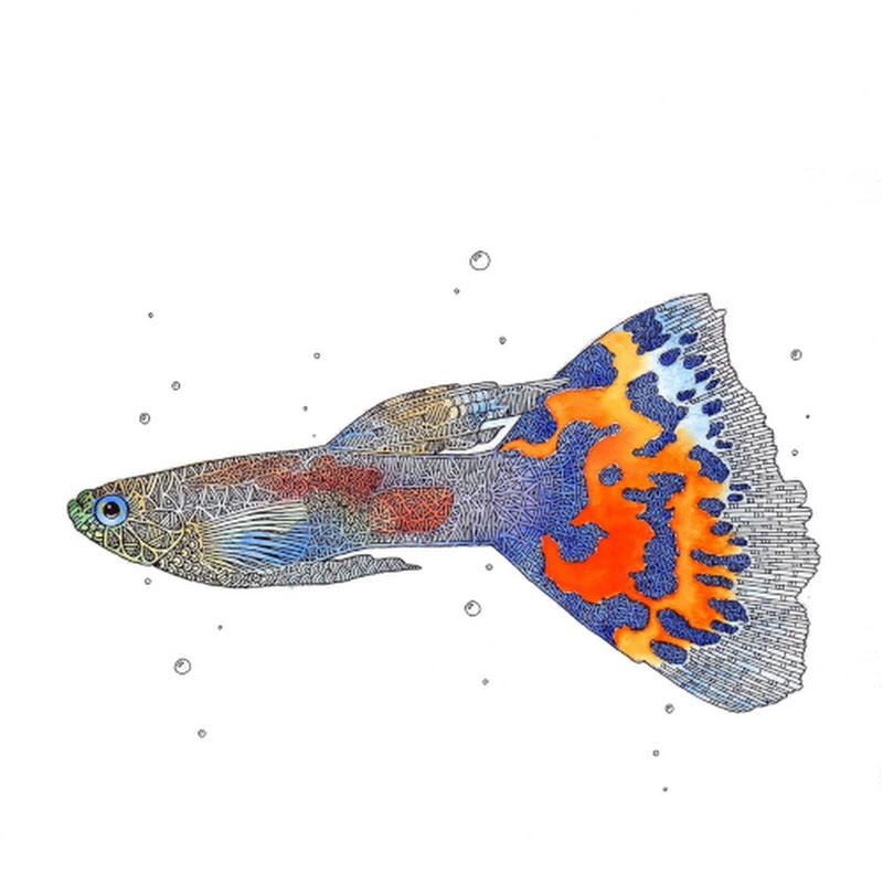 Bishop Aquatics