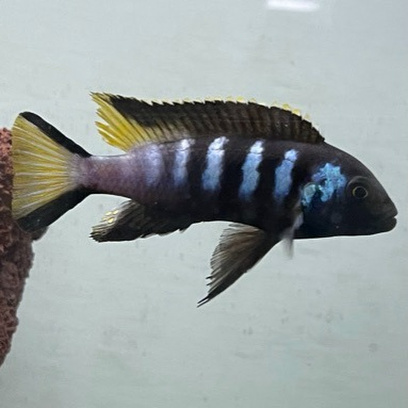 Ed’s Picknupcichlids