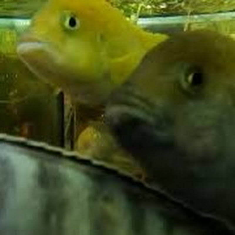 FROGS .. FISH  & MORE 