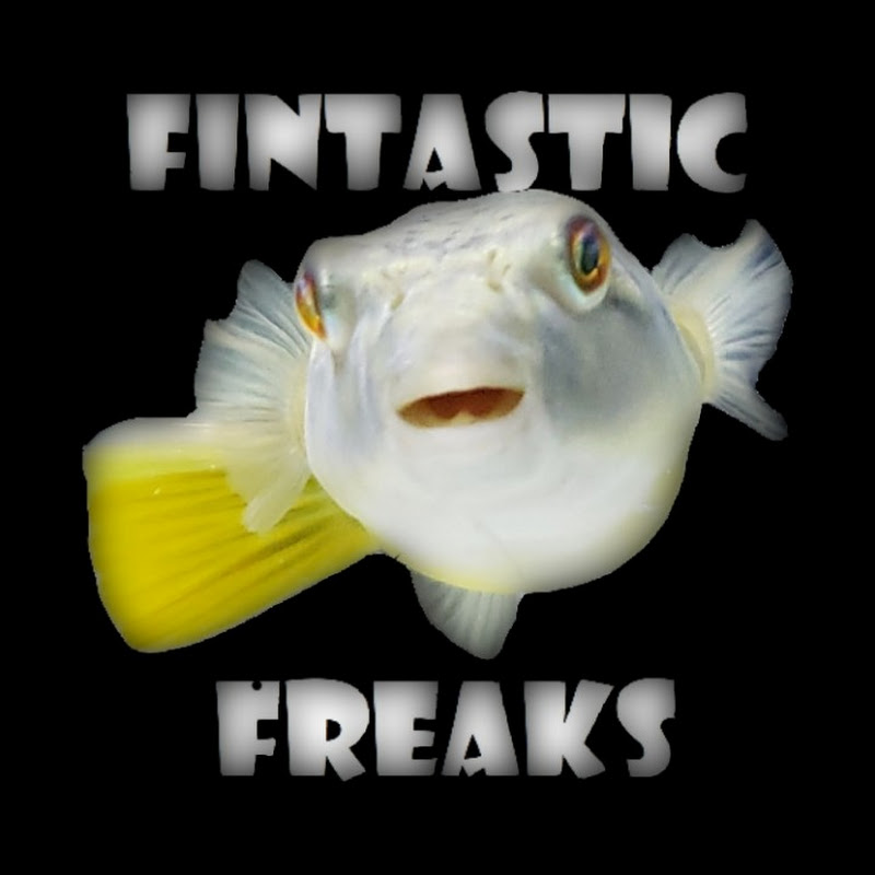 Fintastic Freaks