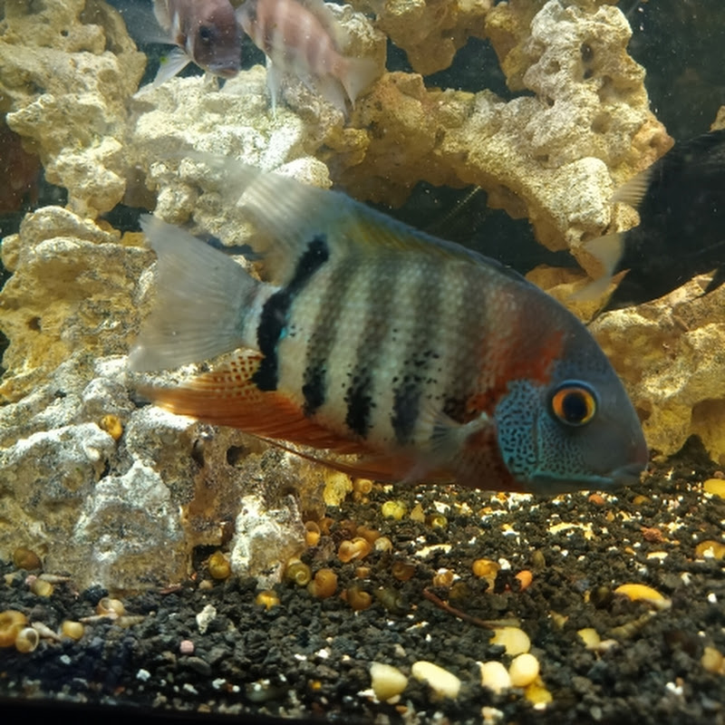 GarciaAquatics