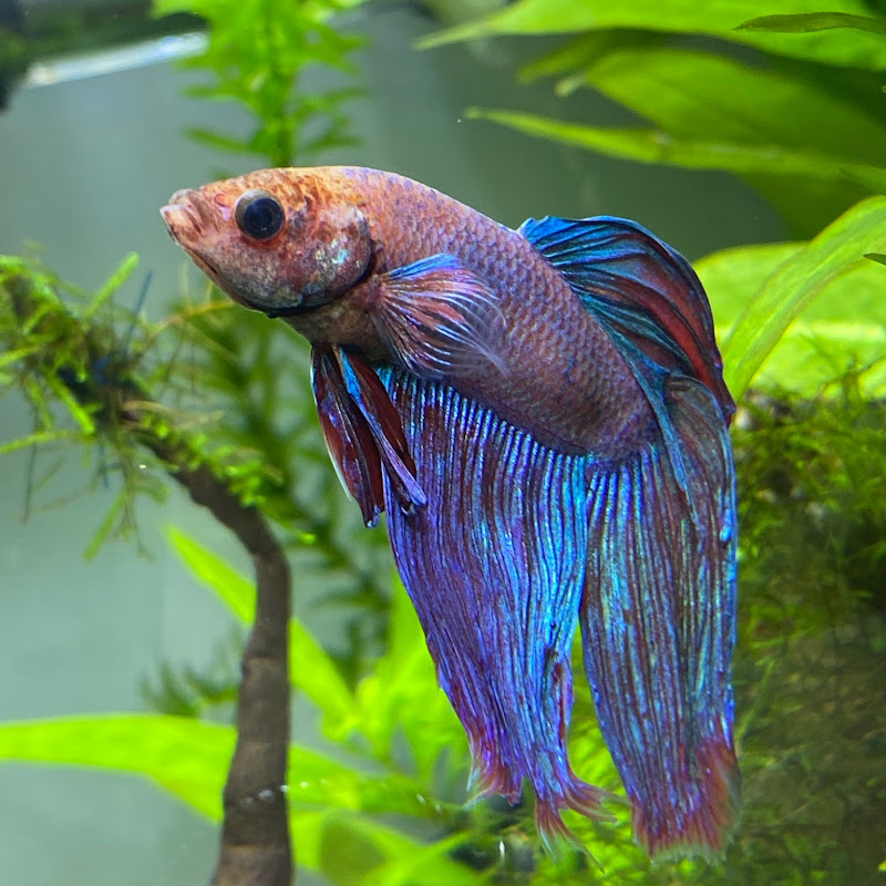 Gemm Aquatics 