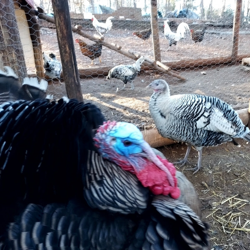 HapHazard Homestead 