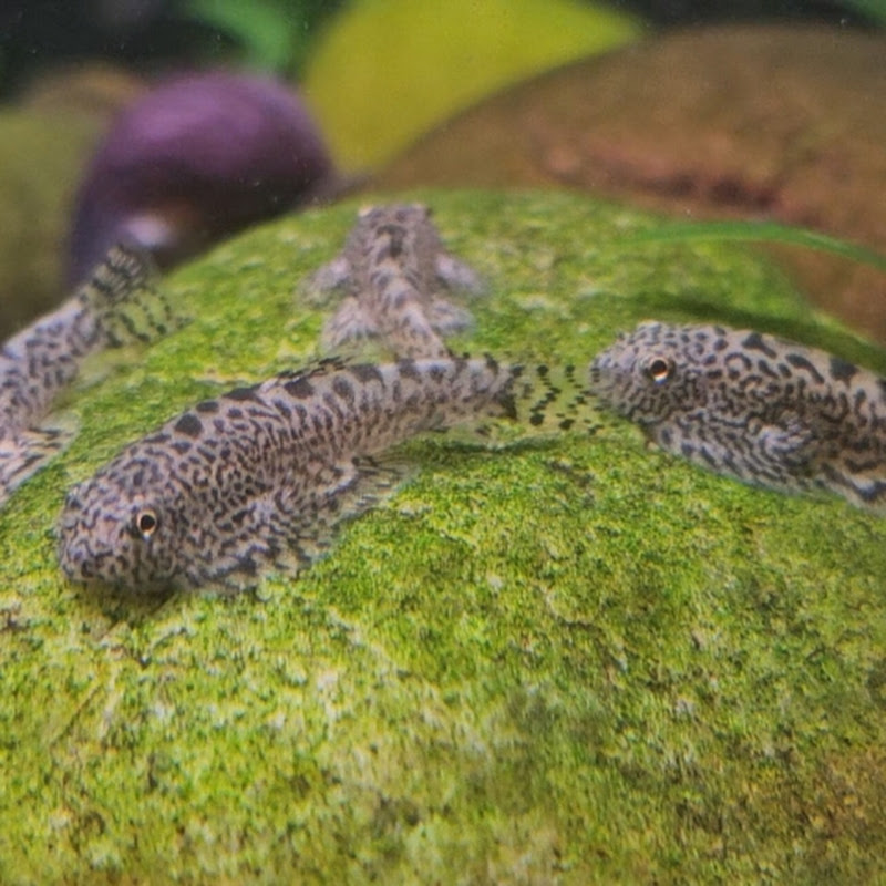 Jodi P Tropical Fish Co