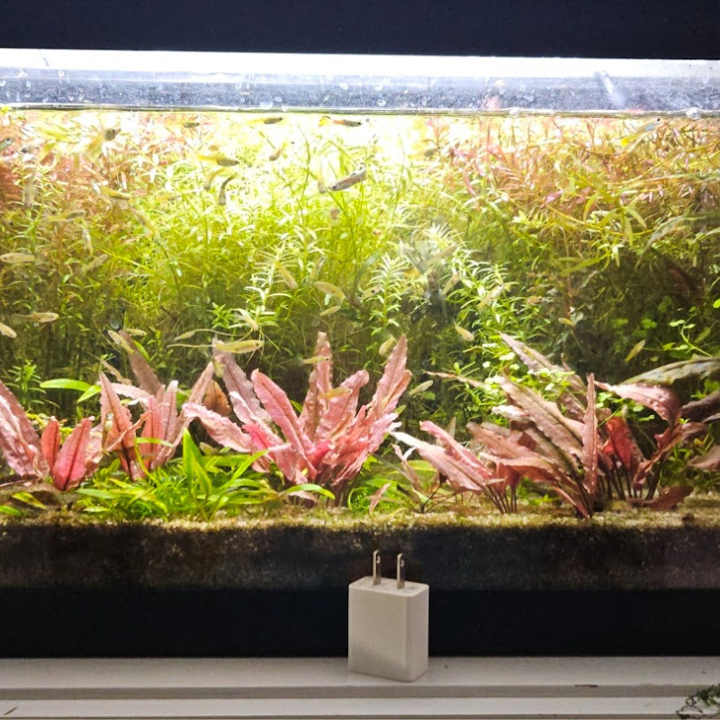 Ken's 3d and aquatics