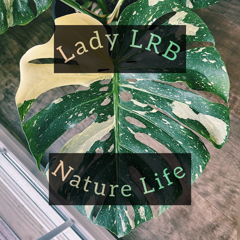 Lady LRB - Nature Life