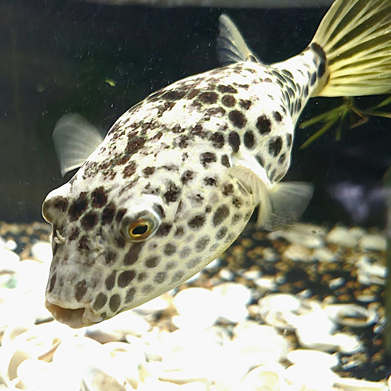 Mountain Top Puffer Keeper