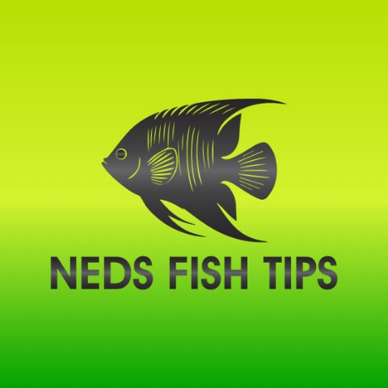 Ned’s Fish Tips