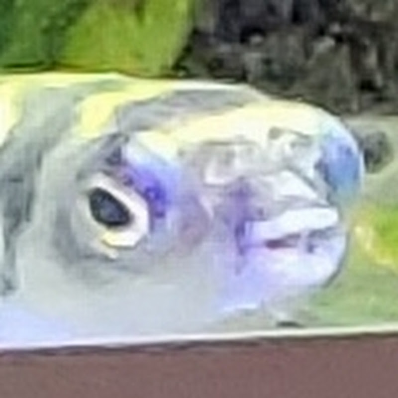 Neekko Fish