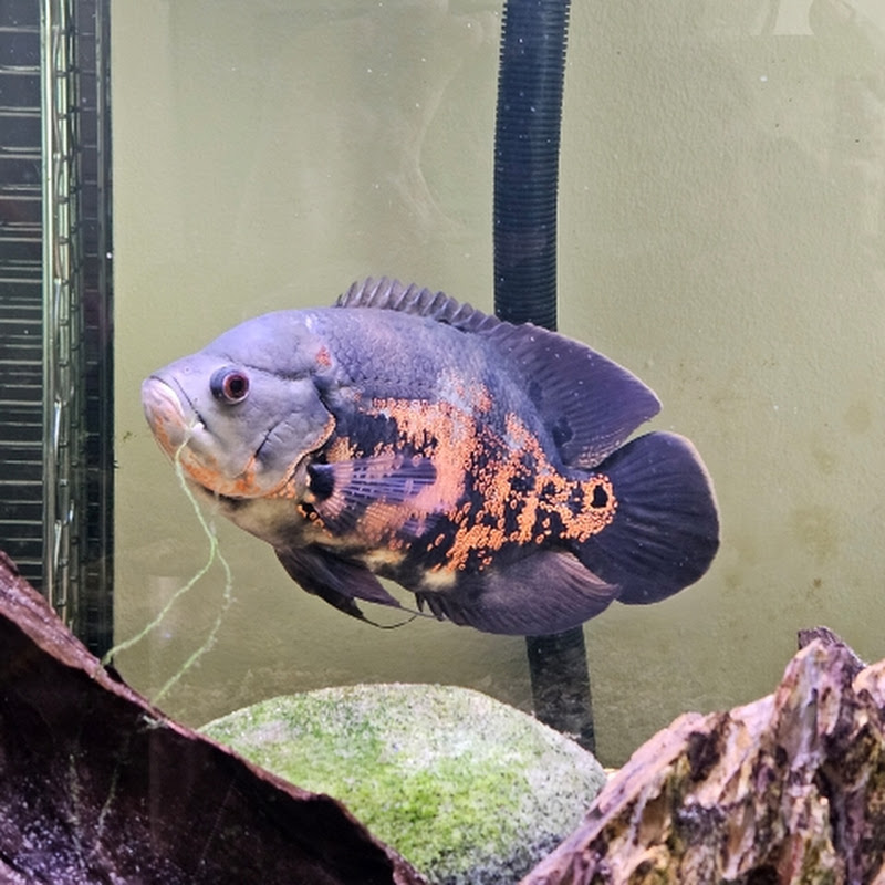 Robs Aquarium Room