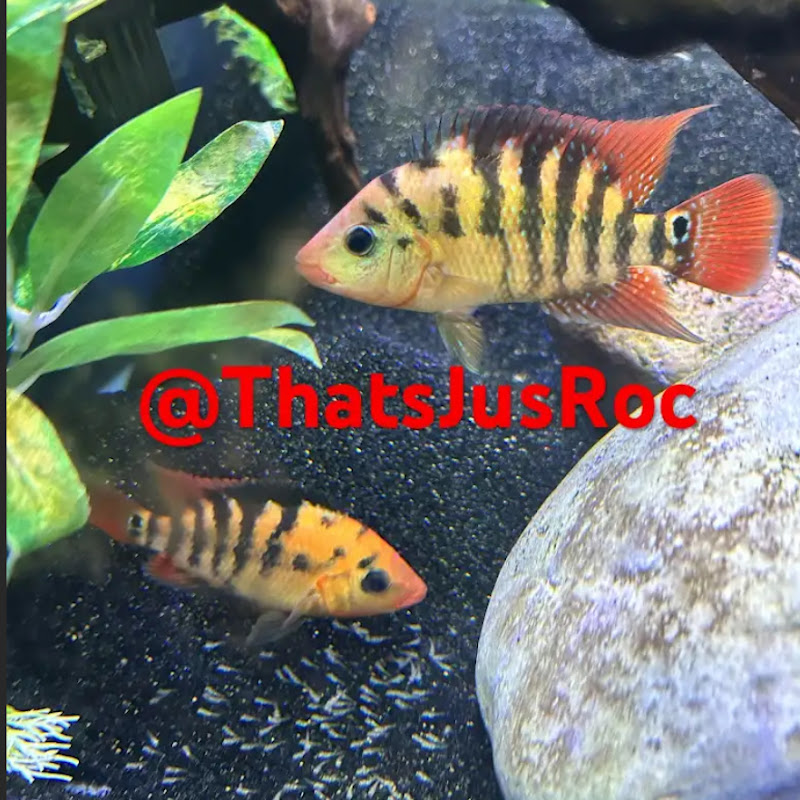 Roc’s Aquatic