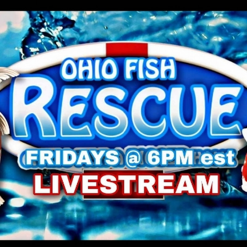 Stay Fishy Livestream