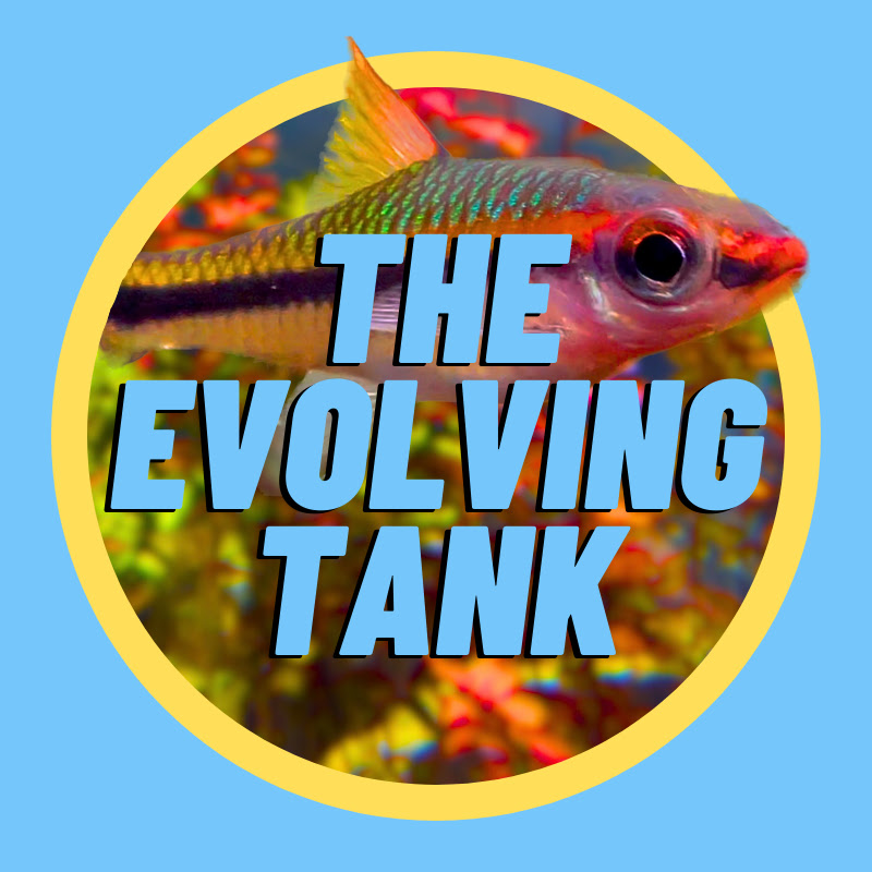 The Evolving Tank