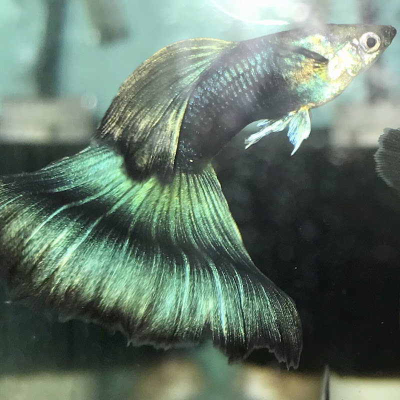 Top Rank Guppies