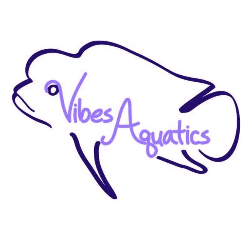 Vibes Aquatics