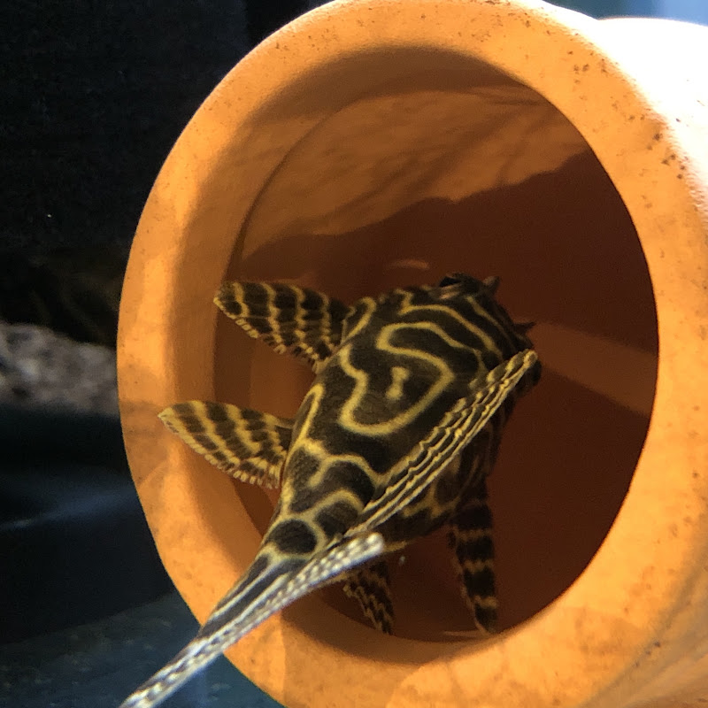 YourAverageFishKeeper