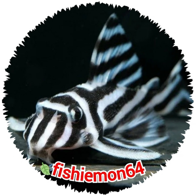 fishiemon64